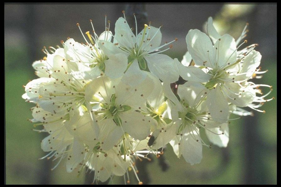 №38343 - цветы - оригинал