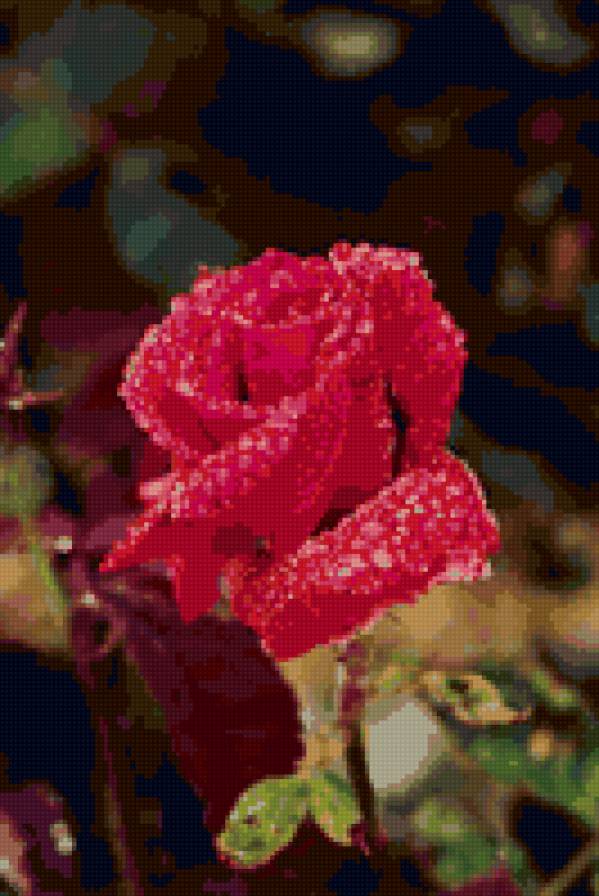 Розы - цветы - предпросмотр