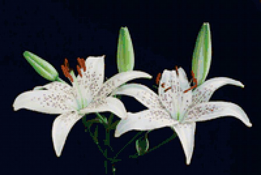 Лилии - цветы - предпросмотр