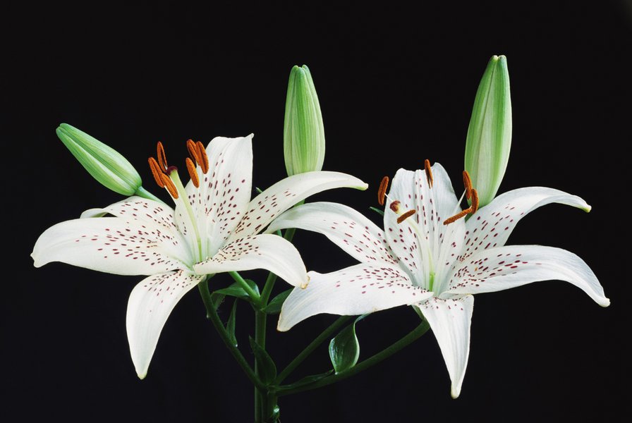 Лилии - цветы - оригинал