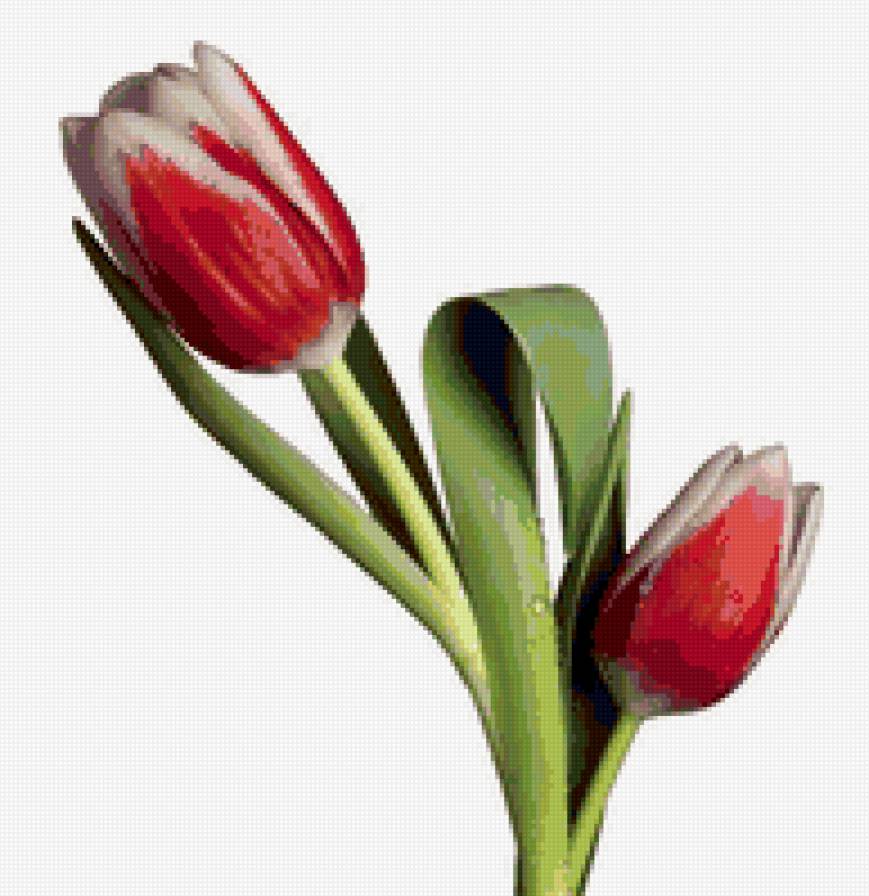 Тюльпан - цветы - предпросмотр