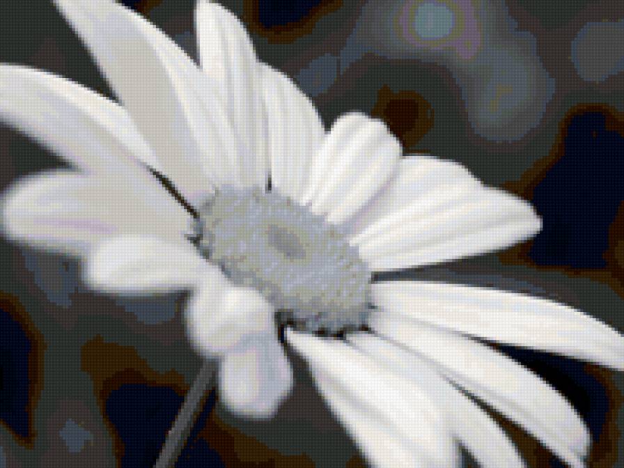 ромашка) - черно-белое, цветы - предпросмотр