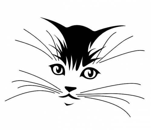 котик - кот, черно-белое - оригинал