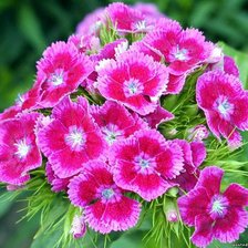 Схема вышивки «№39070»