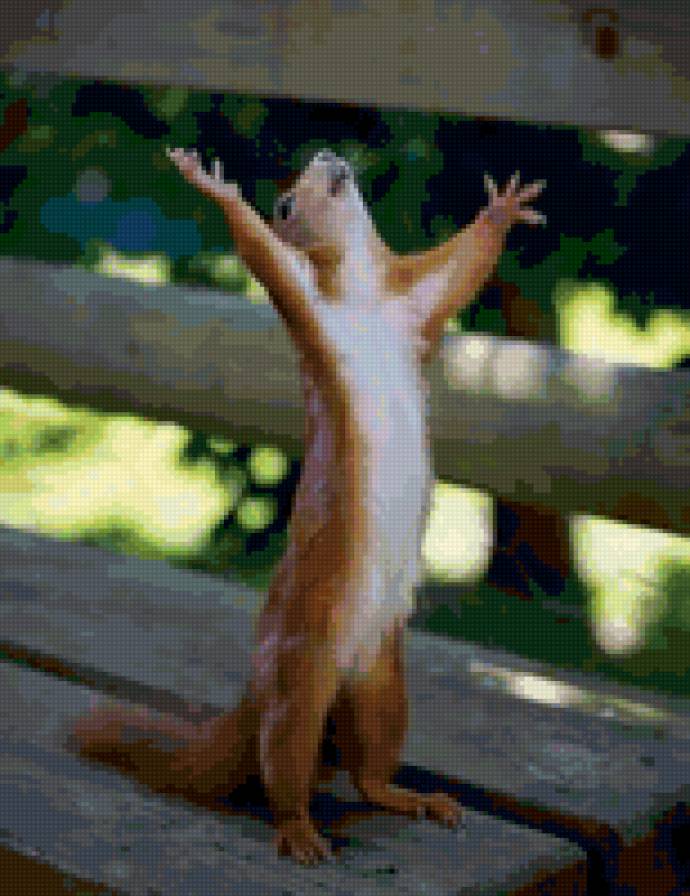 белка - животные, природа, белка - предпросмотр