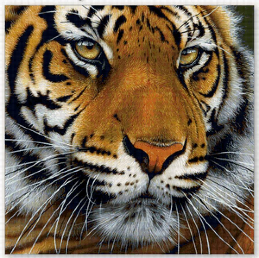 Кошки - кошки - предпросмотр