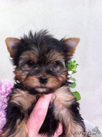 6954 - животные, собаки, щенки, природа - оригинал