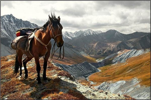 Лошадь (Алтай) - оригинал