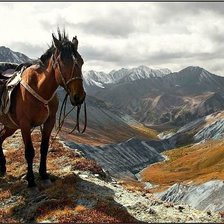 Лошадь (Алтай)