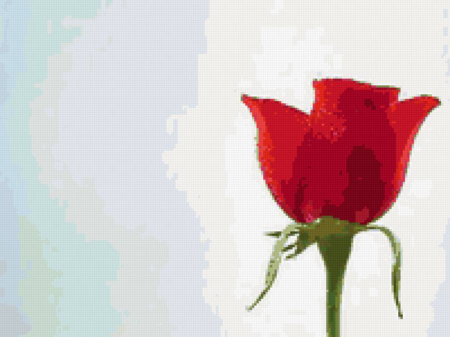 Роза - цветы - предпросмотр