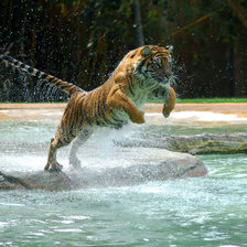 тигр1