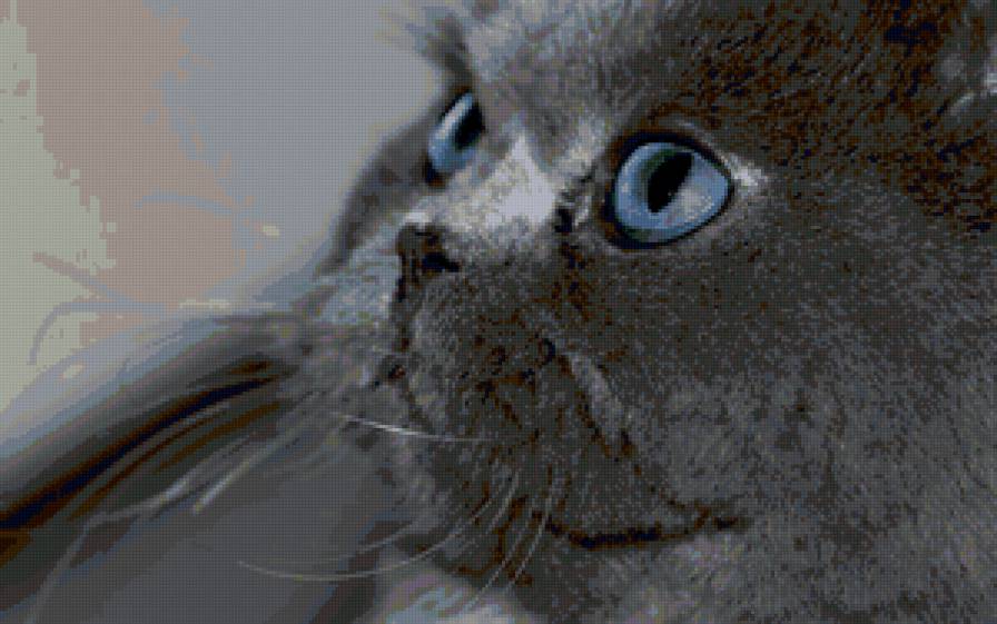 №40489 - кошки, картина - предпросмотр