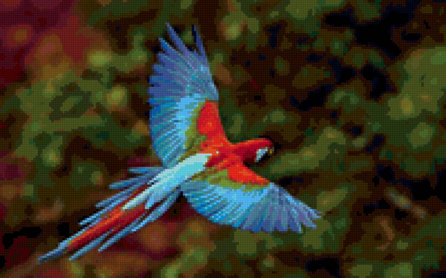 попугай1 - природа птицы, полет, попугай - предпросмотр