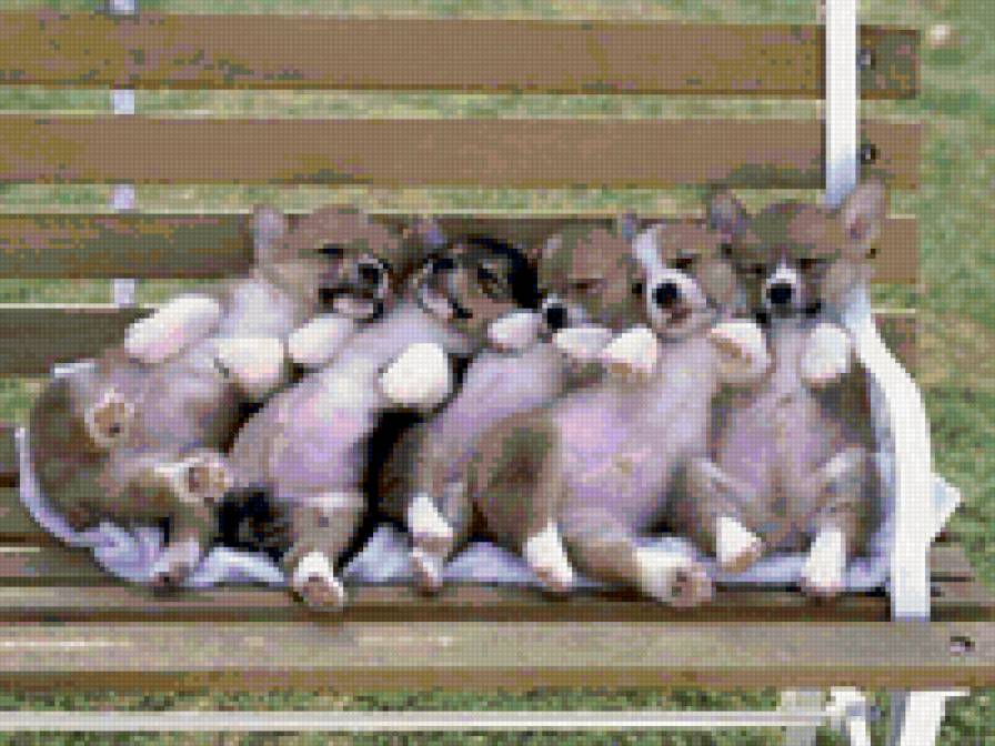 6533 - щенки, собаки, природа, животные - предпросмотр