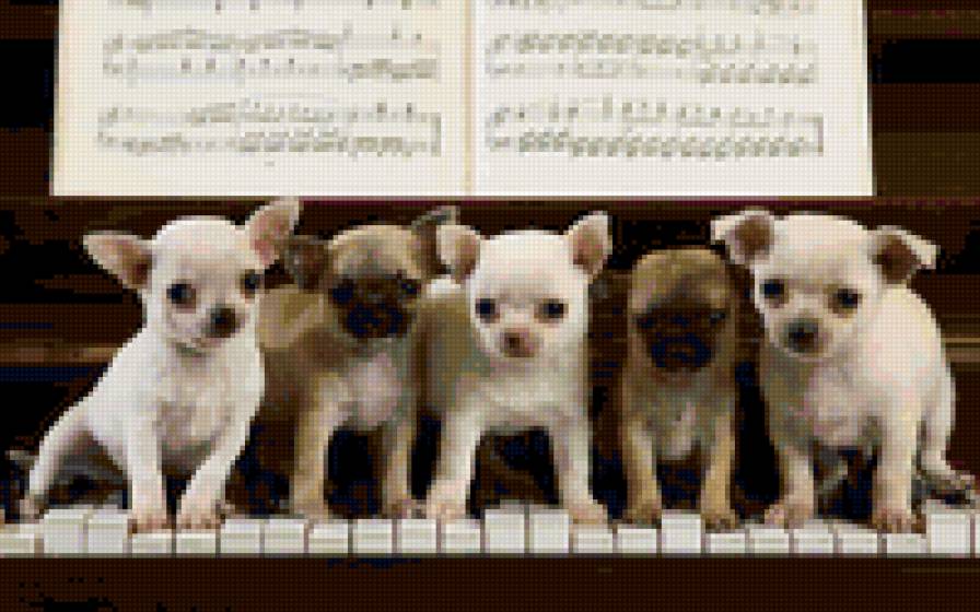 6561 - животные, природа, щенки, собаки - предпросмотр