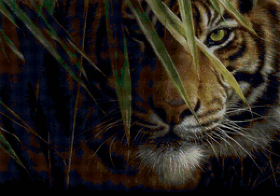 тигриный взгляд - животные, природа - предпросмотр
