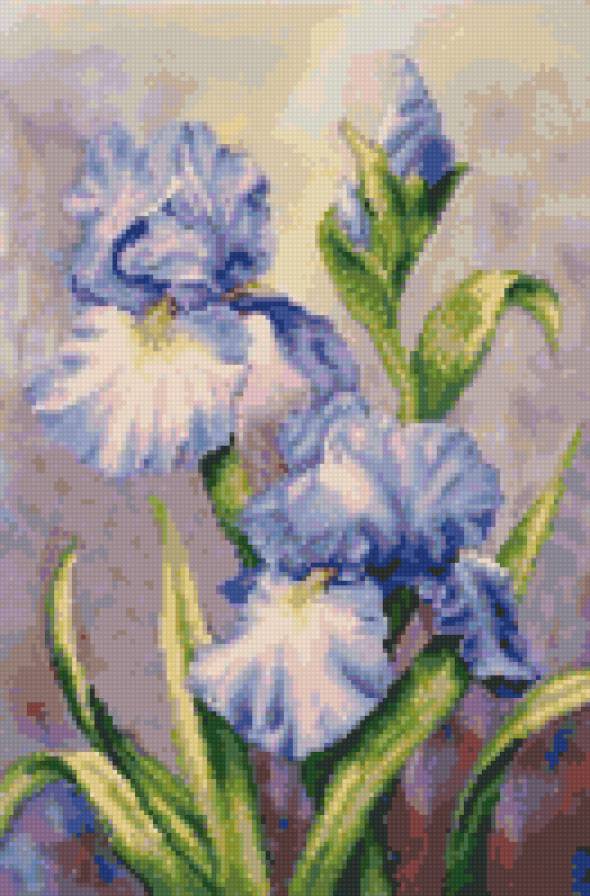 Ирисы - цветы, ирисы - предпросмотр