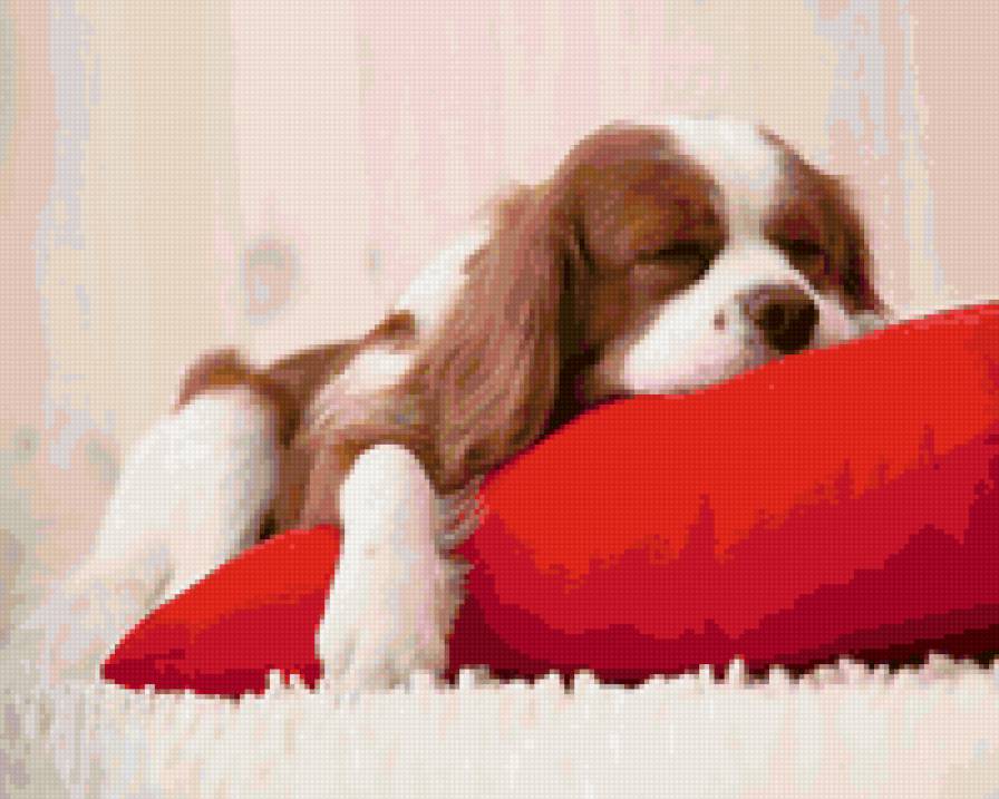 64485 - природа, собаки, животные, щенки - предпросмотр