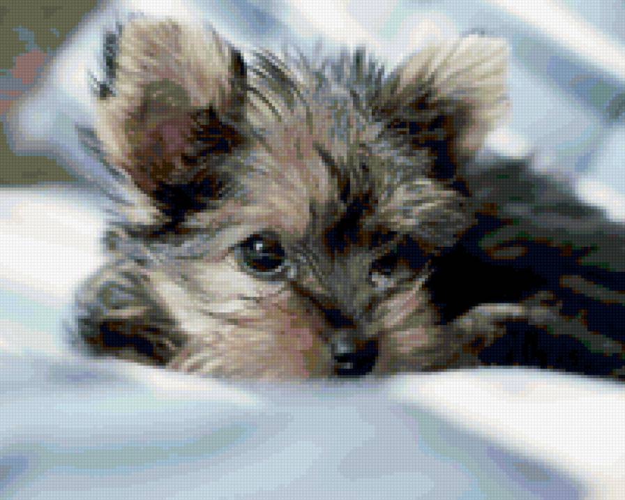 659 - животные, природа, собаки, щенки - предпросмотр