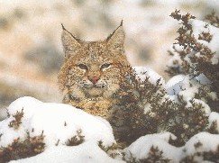 №41844 - оригинал