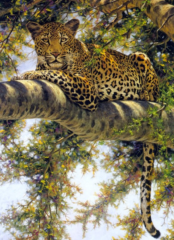 Леопард - дикие кошки, животные - оригинал