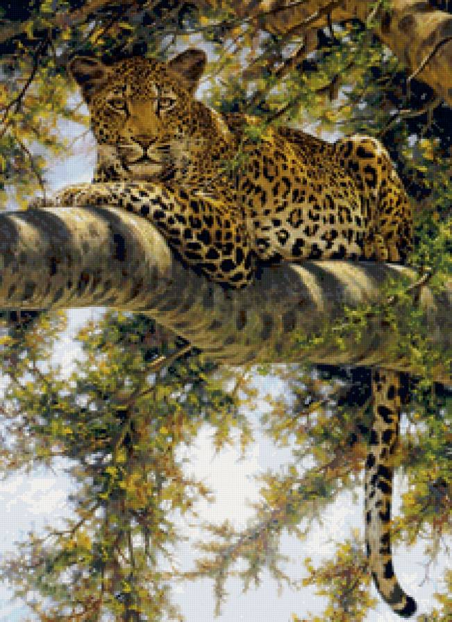 Леопард - дикие кошки, животные - предпросмотр