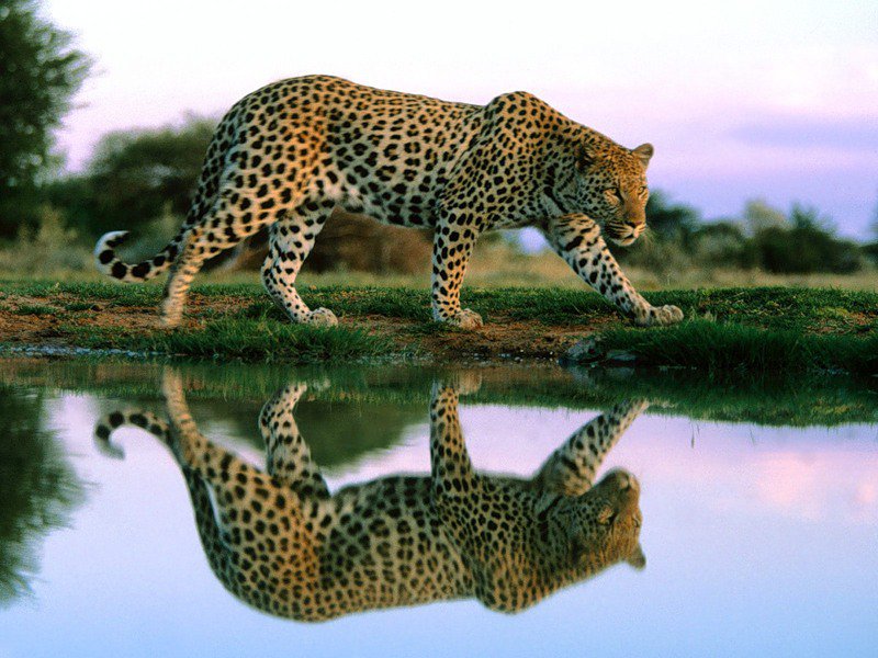 Леопард - животные, дикие кошки - оригинал