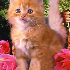 Схема вышивки «№42031»