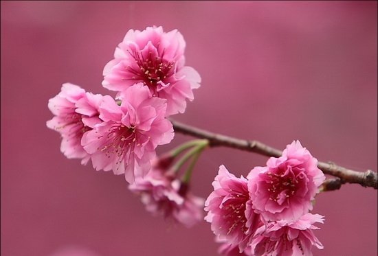 ветка сакуры - япония, сакура - оригинал