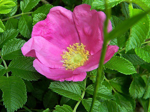 шиповника цвет - цветы, шиповник - оригинал