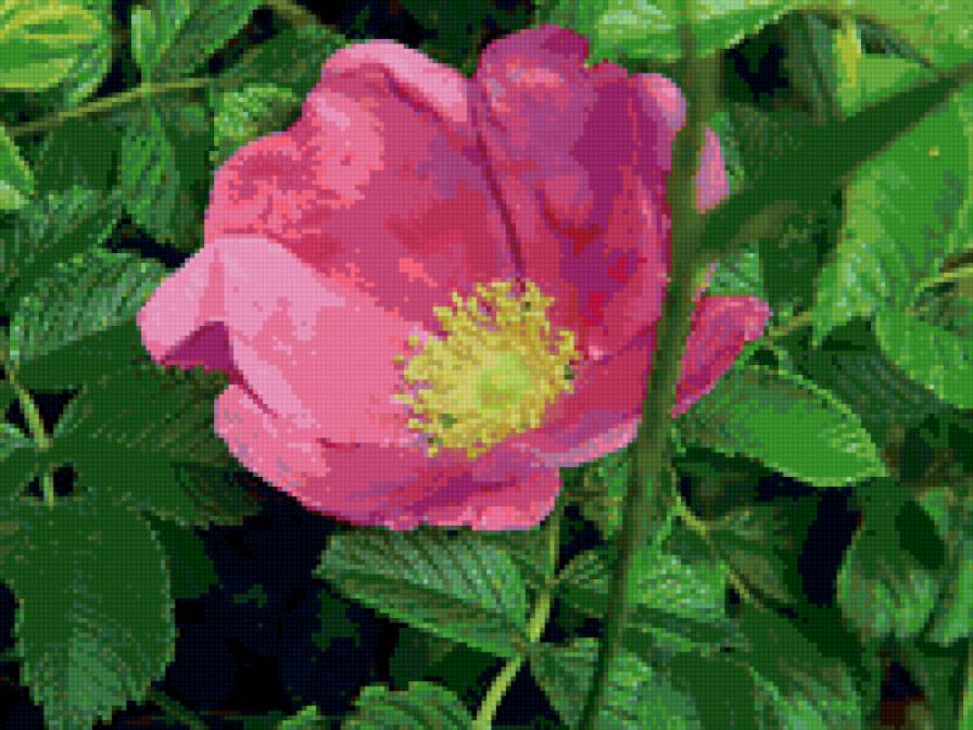 шиповника цвет - шиповник, цветы - предпросмотр