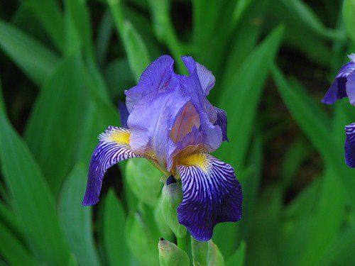 ирис - ирисы, цветы - оригинал