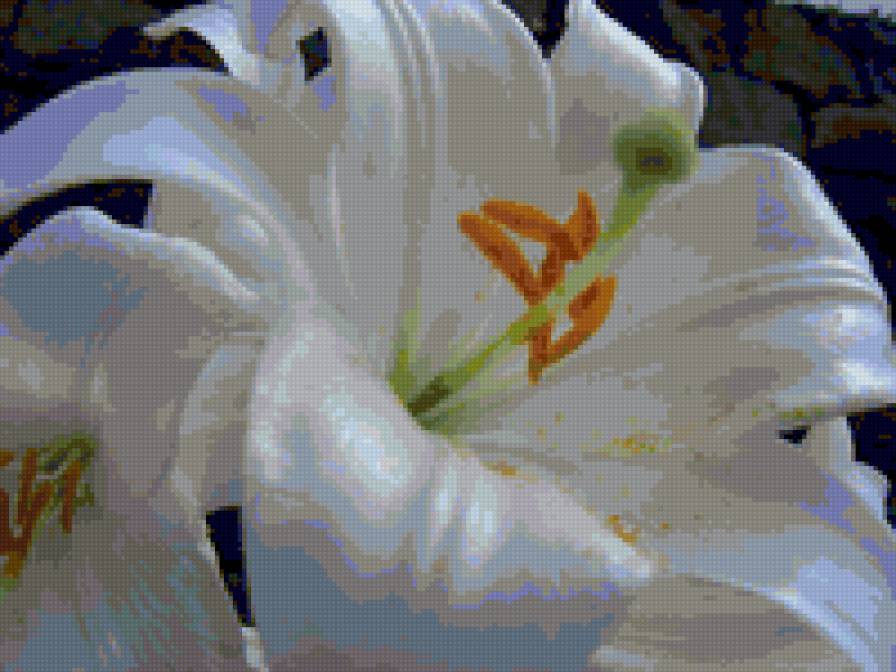 лилия - цветы, лилия - предпросмотр