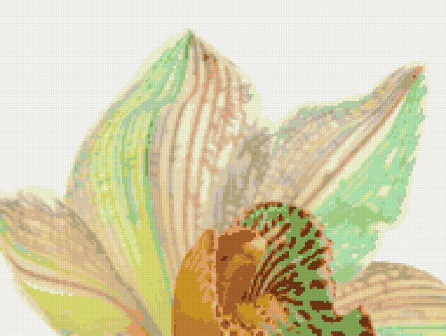 орхидея2 - орхидея, цветы - предпросмотр