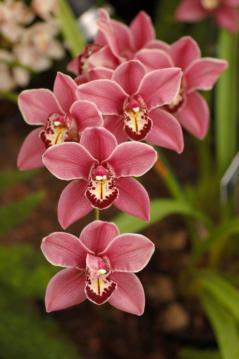 Орхидея - орхидея, цветы - оригинал