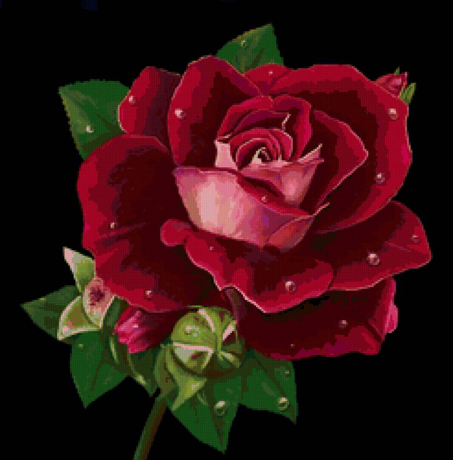 Серия "Цветы" - розы, цветы - предпросмотр