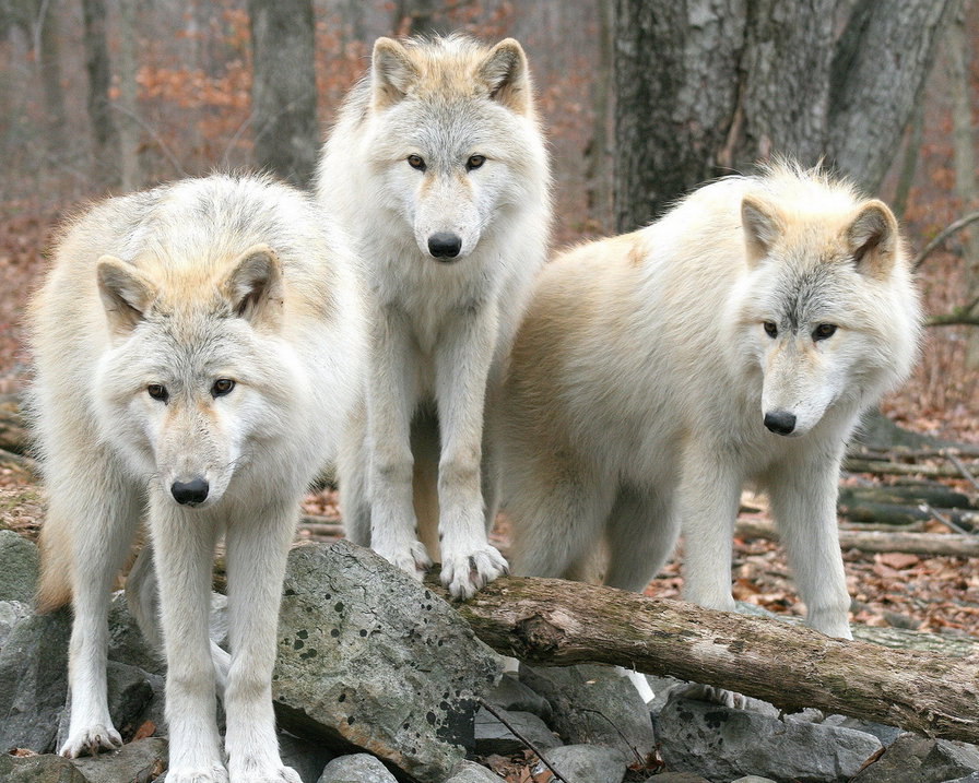 белые волки - природа, животные, волки - оригинал