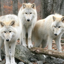 Оригинал схемы вышивки «белые волки» (№43269)