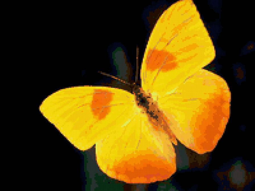 Желто красная бабочка