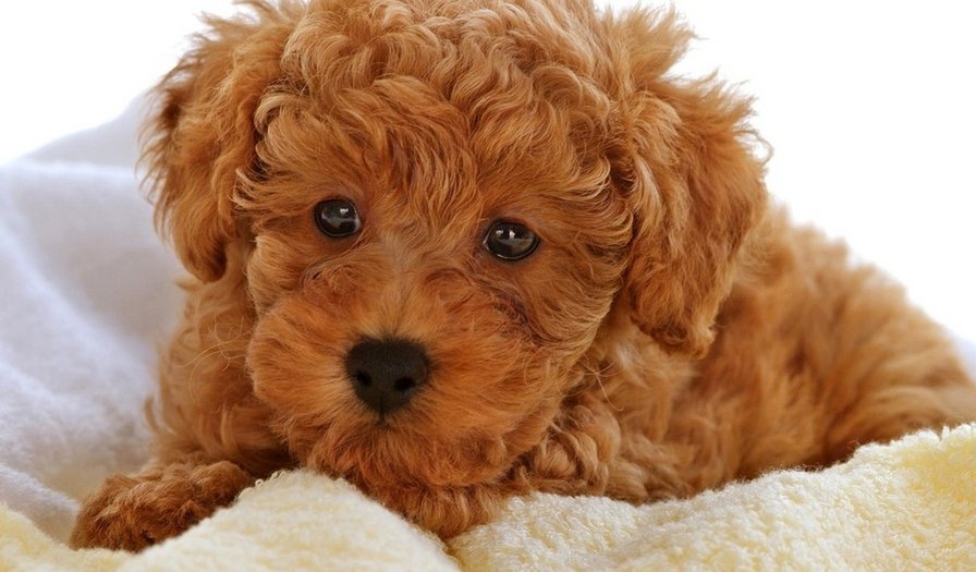 №43432 - оригинал