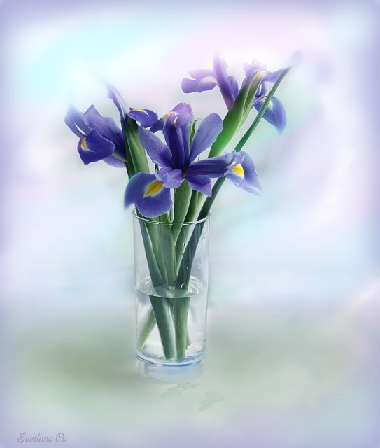 №43443 - цветы, букет - оригинал