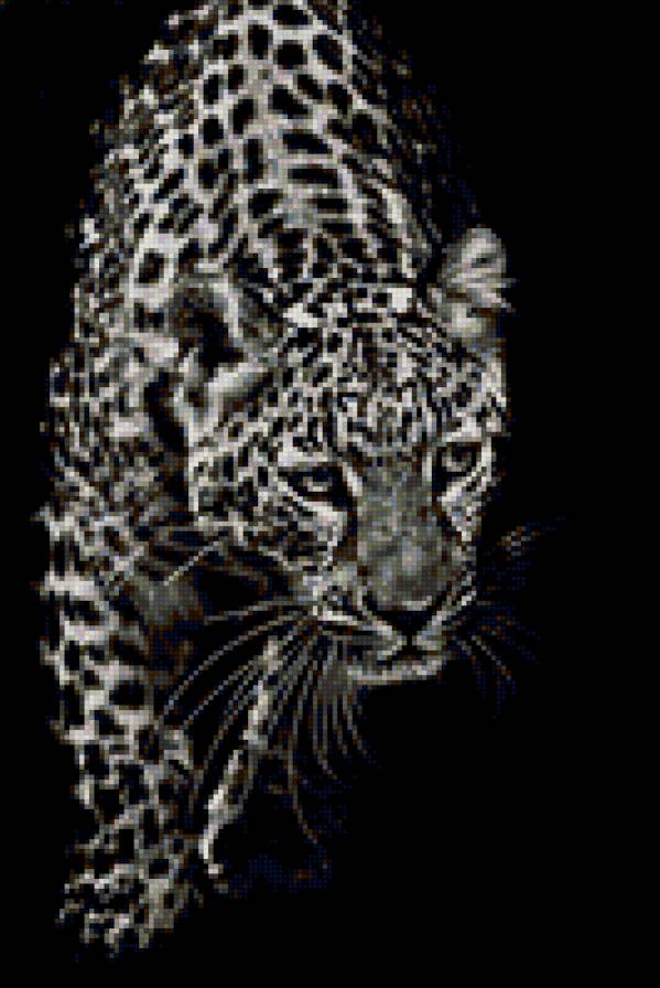 леопард - леопард, хищники, животные - предпросмотр