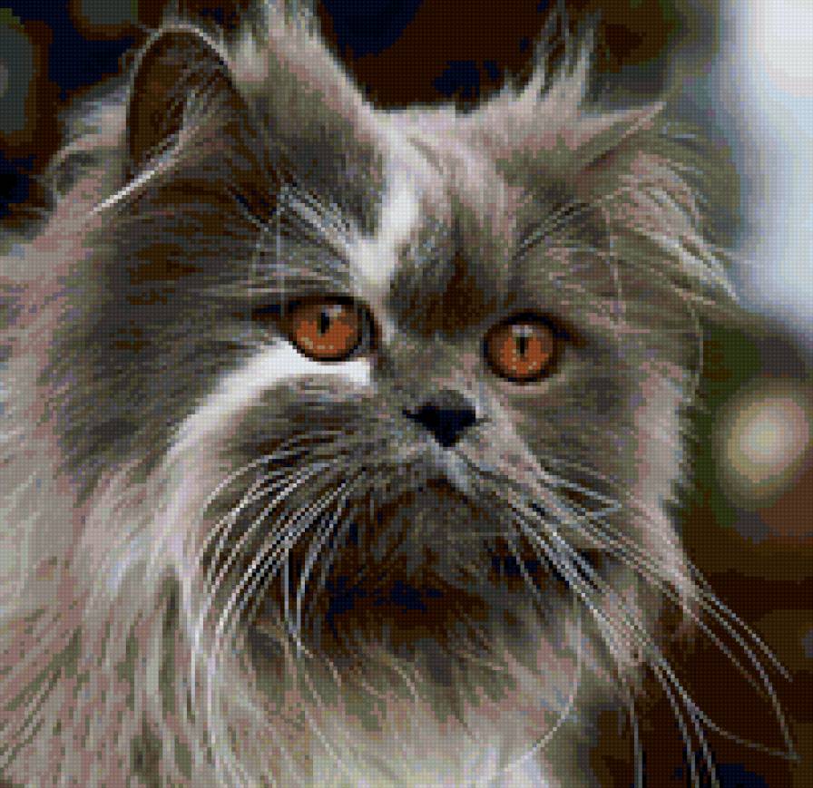 54864 - природа, кошки, котята, животные - предпросмотр