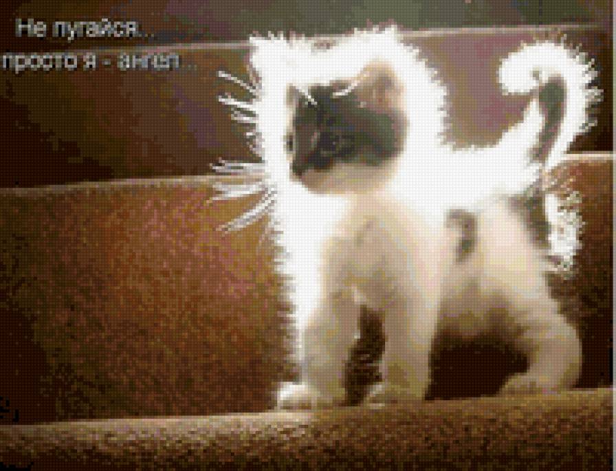 9866 - кошки, животные, котята, природа - предпросмотр