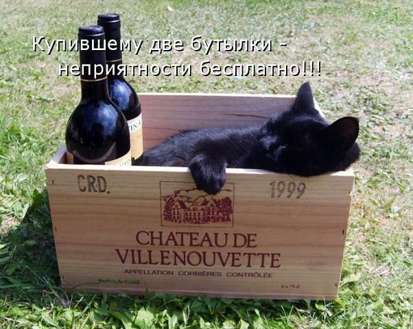 6421 - животные, котята, кошки, природа - оригинал