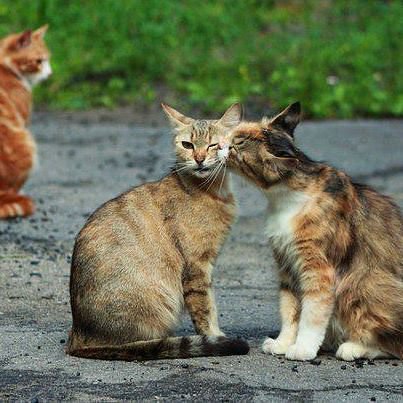 3563 - природа, животные, котята, кошки - оригинал