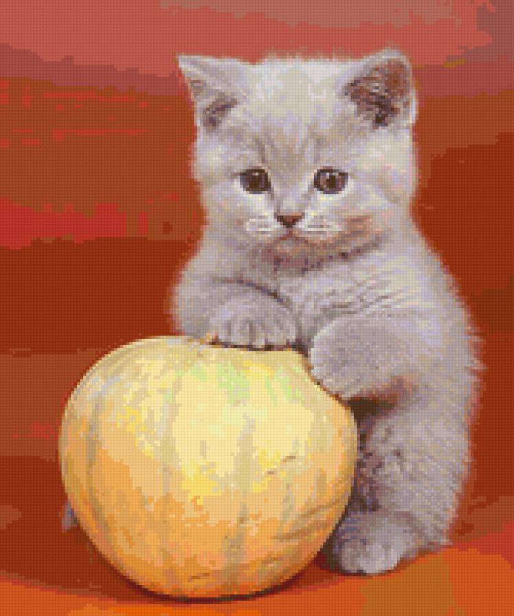 3145 - котята, животные, кошки, природа - предпросмотр