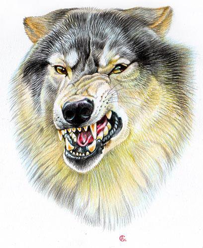 улыбыка волка - волки, животные, звери - оригинал