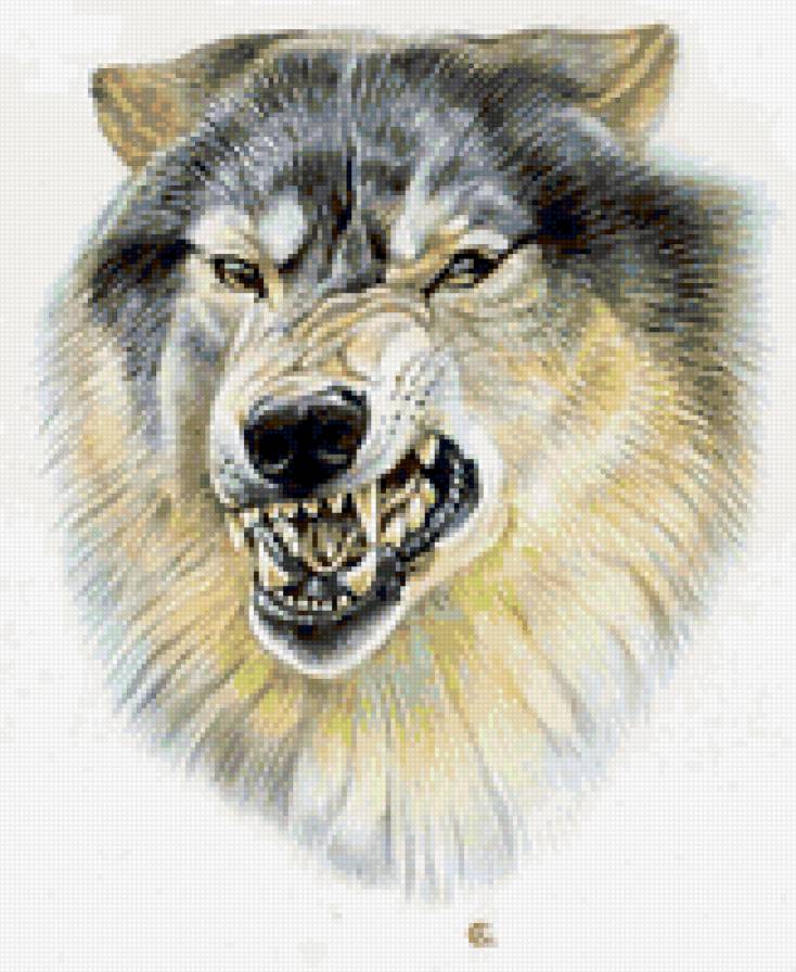 улыбыка волка - волки, звери, животные - предпросмотр