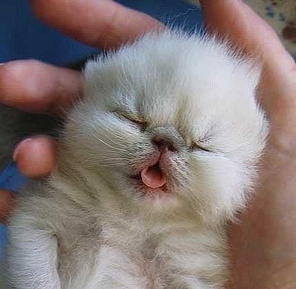 54165 - кошки, котята, животные, природа - оригинал